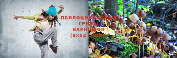 стаф Тутаев